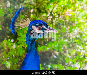 Primo piano del volto di un peafowl blu e colorati di pavone Indiano, popolare ornamentali specie di uccelli Foto Stock