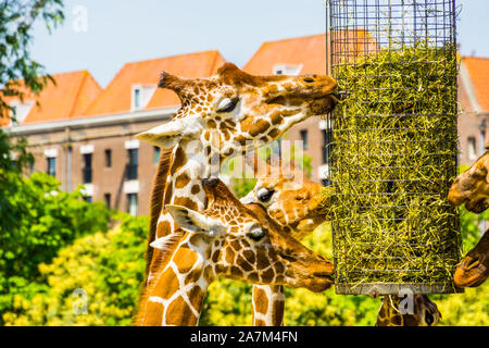 Le giraffe somalo di mangiare il fieno da un cestello, zoo di animali di apparecchiature di alimentazione, minacciate specie animale dall'Africa Foto Stock