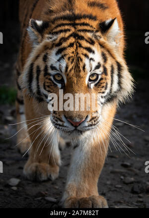 Vista ravvicinata ritratto di una tigre siberiana (Panthera tigris altaica) Foto Stock