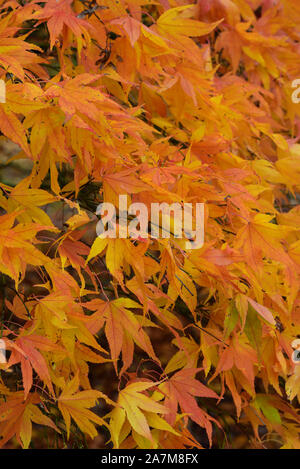 L'ambra fire colori di un acero giapponese, England, Regno Unito Foto Stock