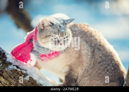 Ritratto di un gatto vestito con una sciarpa lavorata a maglia. Il gatto si siede in inverno su una struttura ad albero Foto Stock