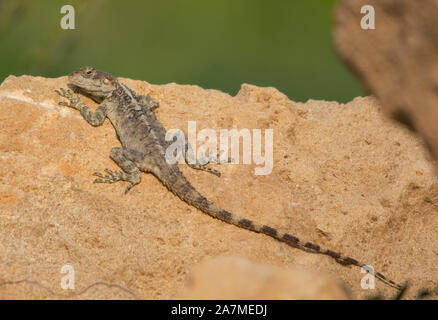 Starred AGAMA SA (Laudakia stellio) crogiolarvi al sole su una roccia su l'isola di Cipro. Foto Stock