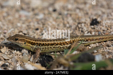 Snake-Eyed Lizard (Ophisops elegans) sull'isola di Cipro Foto Stock