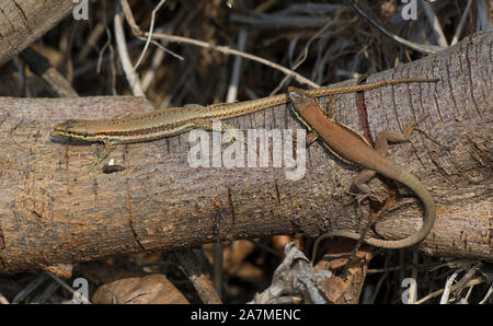 In Troodos Lizard, (Phoenicolacerta troodica) sull'isola di Cipro. Foto Stock