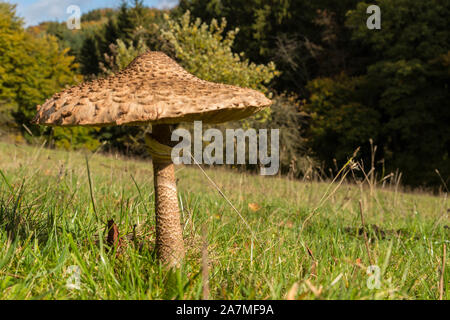 Esposti parasol fungo su un prato sotto il sole. Esentati ombrello gigante su un prato. Foto Stock