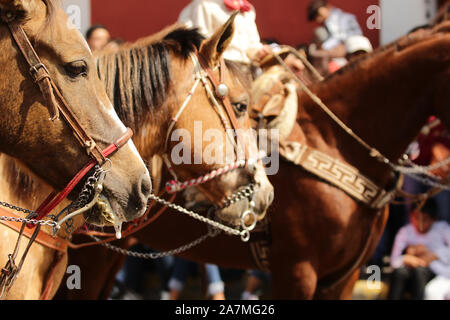 Testa di tre cavalli guardando da sinistra a destra, utilizzando tradizionali messicani attrezzature charro Foto Stock