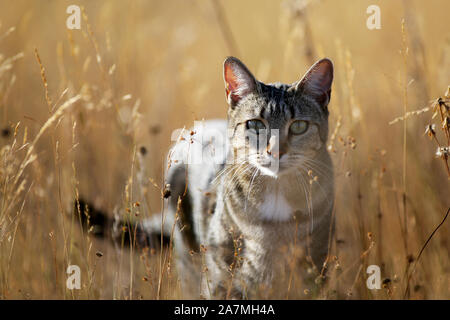 Una femmina la politica europea comune in materia di gatto in erba secca durante l'estate. Foto Stock