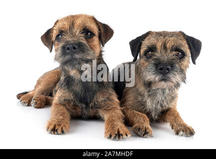 Border terrier davanti a uno sfondo bianco Foto Stock