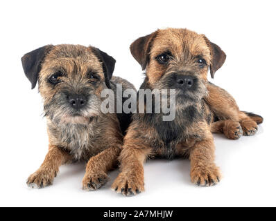 Border terrier davanti a uno sfondo bianco Foto Stock