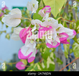 Bianco e viola fiori di bouganville, begonie Foto Stock