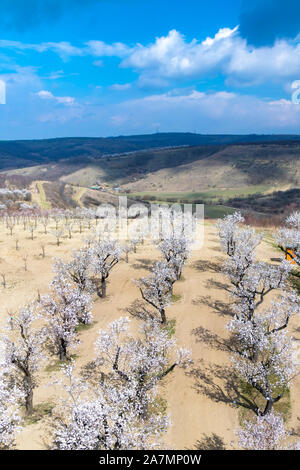 Mandorlo orchard a Hustopece, Moravia del Sud, Repubblica Ceca Foto Stock