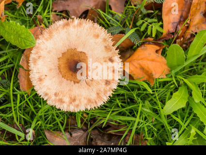 Amanita phalloides vista da sopra all'aperto e la luce del giorno Foto Stock