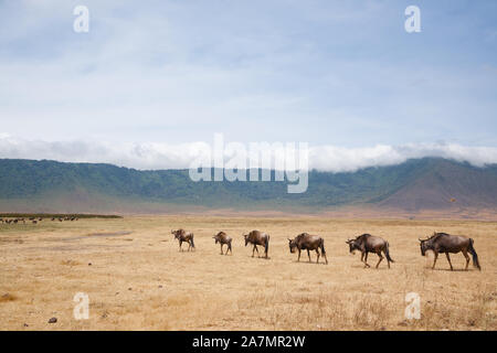 Gnu in fila su di Ngorongoro Conservation Area cratere, Tanzania. Fauna africana Foto Stock