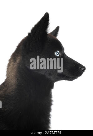 Pomsky nero nella parte anteriore del fondo bianco Foto Stock