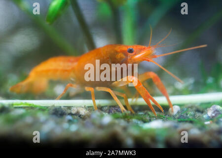 Arancione messicano gamberi di fiume Foto Stock