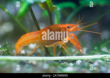 Arancione messicano gamberi di fiume Foto Stock