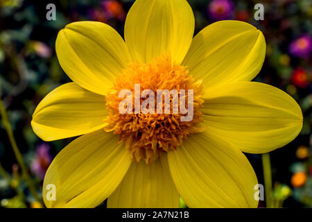 Di colore giallo brillante singolo Fiore Dahlia denominato Rae Baby Foto Stock