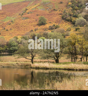 Autunno a Brotherswater English Lake District Foto Stock