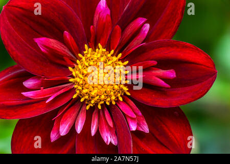 Rosso borgogna Coliarette giallo Fiore Dahlia Macro. Dahlia nome Don Hill Foto Stock