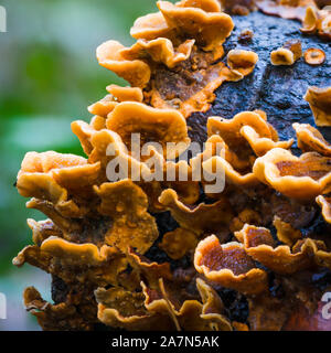 Hare's Ear fungo (Otidea onotica) che cresce su un ramo caduto nel bosco, UK. Foto Stock