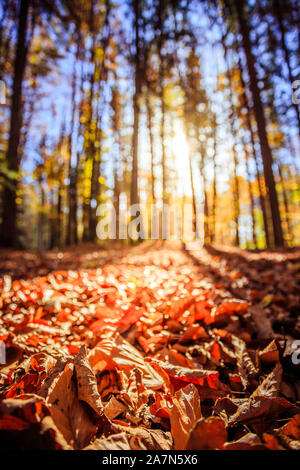 Bella foresta in autunno, luminosa giornata soleggiata con foglie colorate sul pavimento Foto Stock