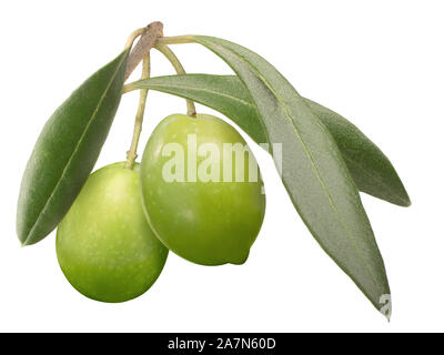 Due olive verdi sul ramo con foglie (Olea europaea Frutti), isolata Foto Stock