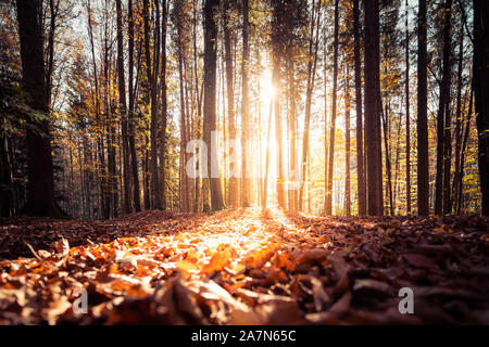 Bella foresta in autunno, luminosa giornata soleggiata con foglie colorate sul pavimento Foto Stock