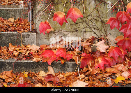 Scala in un giardino coperto con foglie di vite striscianti su piovosa giornata d'autunno Foto Stock