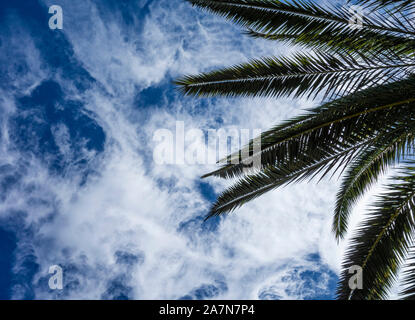 Basso angolo vista di Palma contro il cielo blu Foto Stock