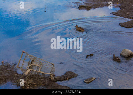 Due donne le anatre domestiche sono il nuoto in una insenatura poco profonda che passano da un scartato carrello della spesa da un supermercato di generi alimentari. Foto Stock
