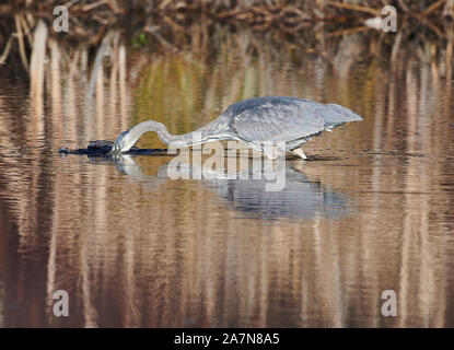 Airone blu (Ardea erodiade) alla ricerca di preda in un stagno a, ampia Cove, , Nova Scotia, Canada, Foto Stock