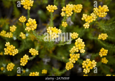 Vista ravvicinata dello shrubby everlasting (Helichrysum stoechas) fiori gialli al Ses Salines Natural Park (isola di Formentera, Isole Baleari, Spagna) Foto Stock