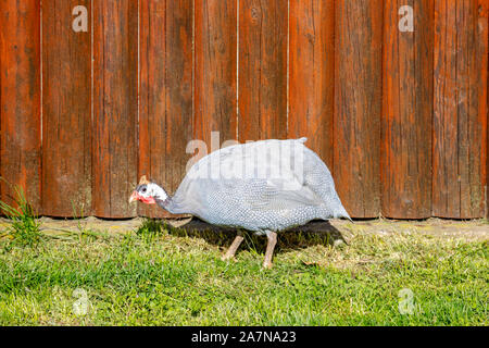 Le faraone domestici passeggiate intorno al cantiere in cerca di insetti in erba. Immagine Foto Stock