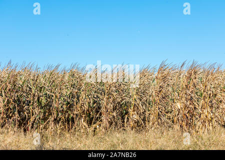 Il mais su un croccante di autunno il giorno in East Hampton, NY Foto Stock