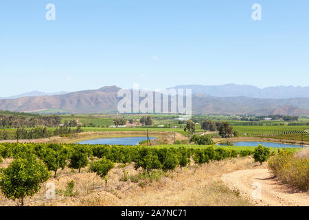 I vigneti e gli alberi di agrumi in Robertson Wine Valley, Western Cape Winelands, Sud Africa in primavera con una vista delle montagne Riviersonderend Foto Stock