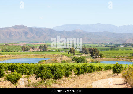 Agrumeti e vigneti in Robertson Wine Valley, Western Cape Winelands, Sud Africa in primavera con la Riviersonderend montagne dietro Foto Stock