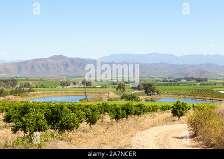 Agrumeti e vigneti in Robertson Wine Valley, Western Cape Winelands, Sud Africa in primavera con una vista di Riviersonderend Montagne Foto Stock