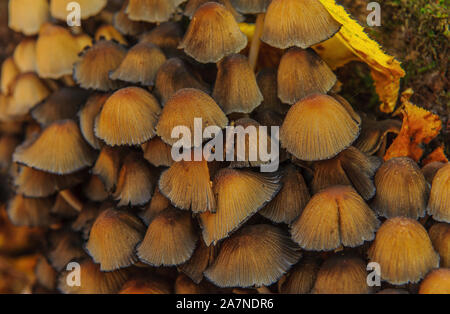 Gruppo di funghi non commestibili che cresce sul tronco di un albero rovesciato Foto Stock