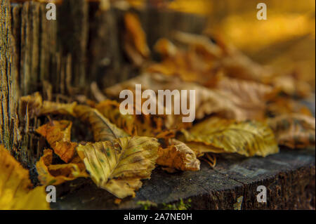 Foglie avvizzite caduti da alberi in autunno Foto Stock