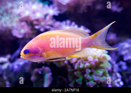 Primo piano dettaglio del blue eyed anthias pesci tropicali in acquario con coralli. I dettagli delle immagini in coda le alette e gli occhi di rosa e giallo pesce. Foto Stock