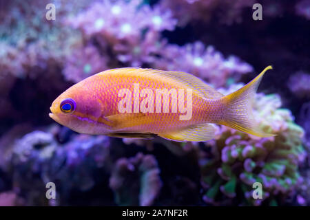 Close up dettaglio del blue eyed anthias pesci tropicali in acquario con coralli. Il pesce è rosa chiaro e giallo. Foto Stock