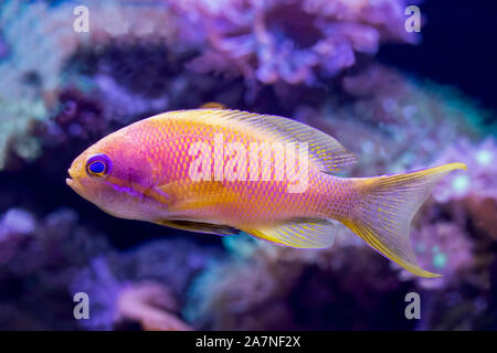 Close up dettaglio del blue eyed anthias luminoso giallo e rosa pesce tropicale nel profilo adottato in acquario. Foto Stock