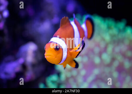 Close up tropicale pesce pagliaccio guardando la fotocamera con coralli in acquario. Foto Stock