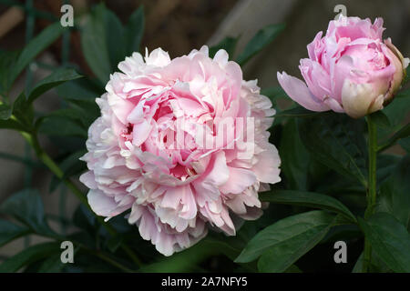 Paeonia lactiflora Sarah Bernhardt. Doppia Peonia Rosa fiore. Paeonia lactiflora (Cinese peonia o giardino comune peonia). Foto Stock