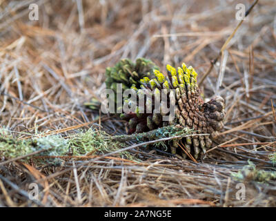Coperte di muschio pigna su erba secca nella zona boschiva Foto Stock