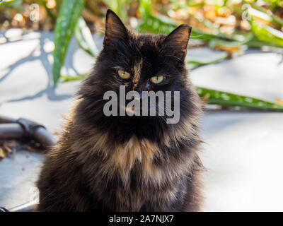 Gatti Selvatici di accattonaggio sul portico anteriore Foto Stock