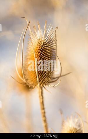 Dead thistle capi in inverno coperto di neve Foto Stock