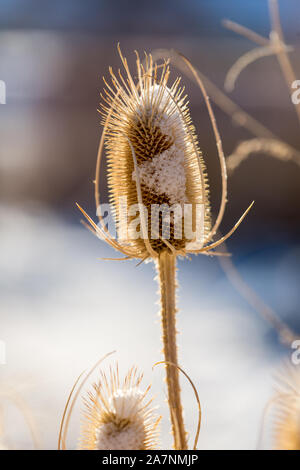 Dead thistle capi in inverno coperto di neve Foto Stock