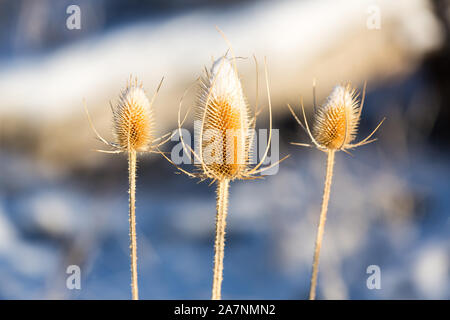 Dead thistle capi in inverno coperto di neve Foto Stock