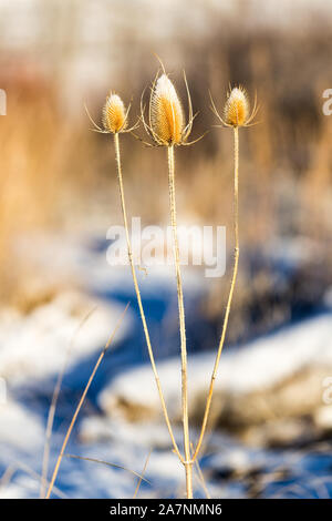 Dead thistle capi in inverno coperto di neve Foto Stock